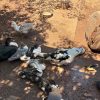 Rescatan a 11 perros y aves en cateo por maltrato animal en Guaymas