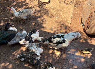 Rescatan a 11 perros y aves en cateo por maltrato animal en Guaymas