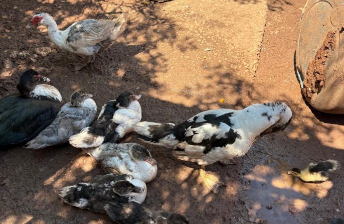 Rescatan a 11 perros y aves en cateo por maltrato animal en Guaymas