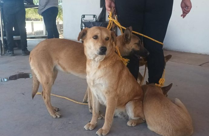 Proponen un censo de animales callejeros en Sonora para prevenir enfermedades