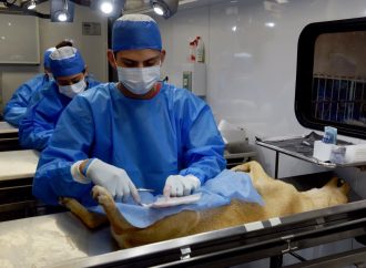Realizarán esterilizaciones gratuitas para mascotas; personal del Ayuntamiento de Hermosillo