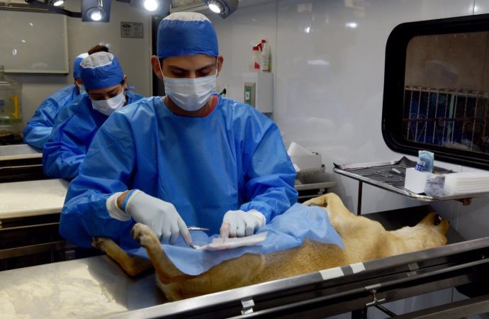 Realizarán esterilizaciones gratuitas para mascotas; personal del Ayuntamiento de Hermosillo