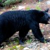 Reportan avistamiento de oso negro en Agua Prieta