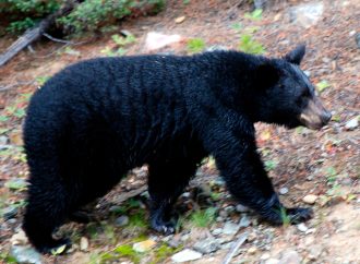Reportan avistamiento de oso negro en Agua Prieta