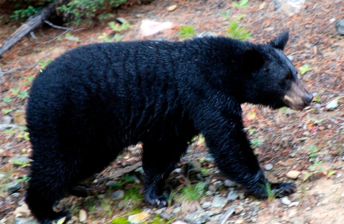 Reportan avistamiento de oso negro en Agua Prieta