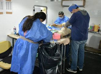 Hermosillo está a punto de romper récord histórico de castraciones de perros y gatos