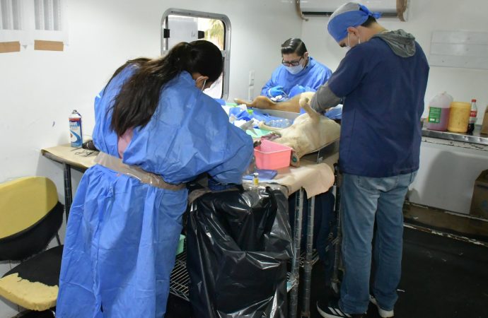 Hermosillo está a punto de romper récord histórico de castraciones de perros y gatos