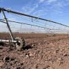 Sin agua, sin precio y sin apoyos el campo: Guillén Partida