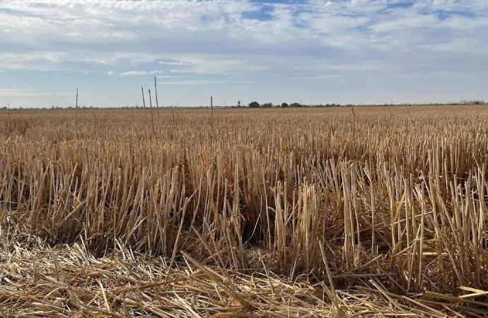 Las voces femeninas en torno a la situación del campo