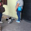 Esterilizaciones evitan fauna callejera