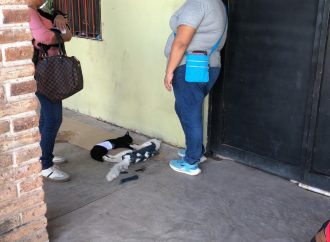 Esterilizaciones evitan fauna callejera