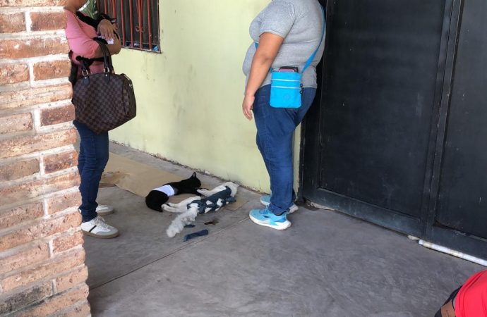 Esterilizaciones evitan fauna callejera