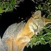 Captan ejemplar de zorro gris en La Sauceda