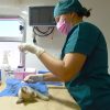 Rompe récord Ayuntamiento de Hermosillo en número de esterilizaciones de perros y gatos