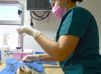 Rompe récord Ayuntamiento de Hermosillo en número de esterilizaciones de perros y gatos