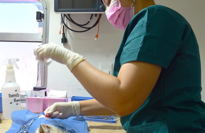 Rompe récord Ayuntamiento de Hermosillo en número de esterilizaciones de perros y gatos