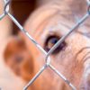 Rescatan a 30 perritos de centro de adiestramiento y hotel para mascotas en Hermosillo