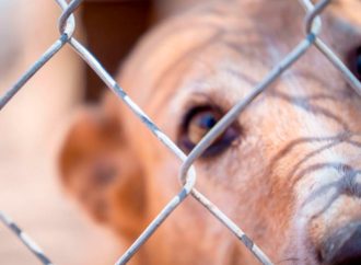 Rescatan a 30 perritos de centro de adiestramiento y hotel para mascotas en Hermosillo