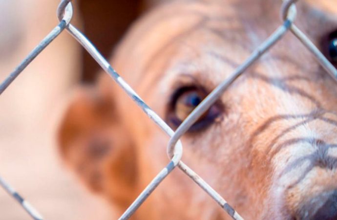 Rescatan a 30 perritos de centro de adiestramiento y hotel para mascotas en Hermosillo