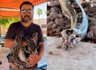 Rompiendo mitos: el hombre que convive con serpientes y arañas