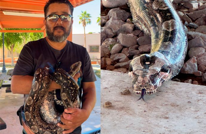 Rompiendo mitos: el hombre que convive con serpientes y arañas