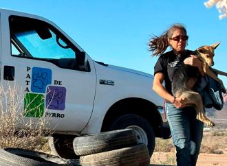 Protestarán por sacrificio injustificado de mascotas en Hermosillo
