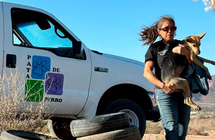 Protestarán por sacrificio injustificado de mascotas en Hermosillo