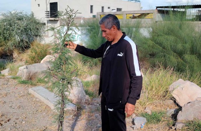 Gregorio Félix transforma milla del bulevar Progreso al plantar más de 30 árboles, pide apoyo ciudadanos para embellecer espacio en Hermosillo