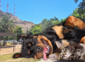 Hay jornada para adoptar perros y gatos este domingo en el Parque Ignacio Madero