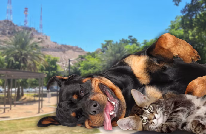 Hay jornada para adoptar perros y gatos este domingo en el Parque Ignacio Madero