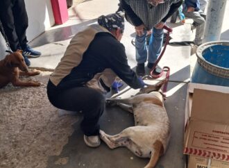 Realizarán la última jornada gratuita de esterilización del año