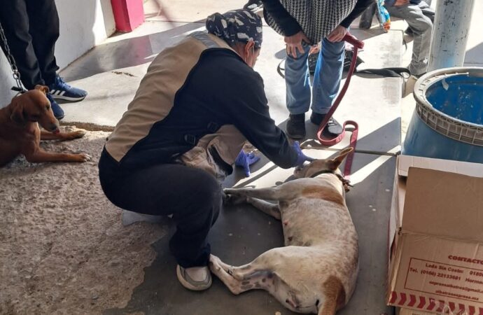 Realizarán la última jornada gratuita de esterilización del año