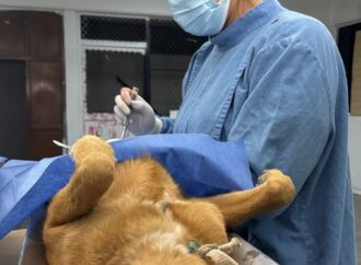 Tuvo Hermosillo más 15 mil servicios de cuidado animal