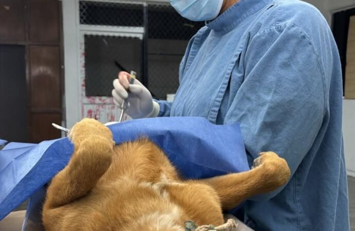 Tuvo Hermosillo más 15 mil servicios de cuidado animal