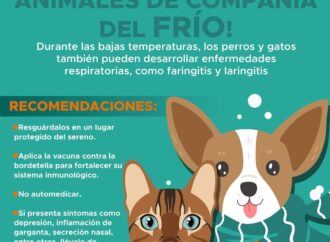 Llama Gobierno de Hermosillo a proteger a animales de compañía durante temporada invernal