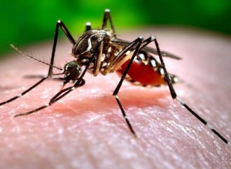 Sonora sigue a la baja en casos confirmados de Dengue