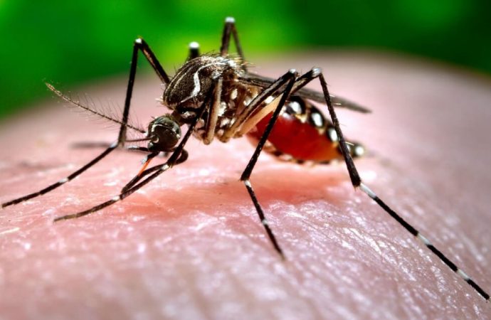 Sonora sigue a la baja en casos confirmados de Dengue