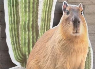 El Capibara del Centro Ecológico emociona a Hermosillo