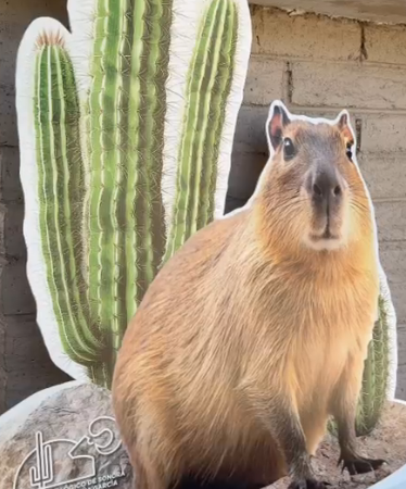 El Capibara del Centro Ecológico emociona a Hermosillo