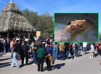 Récord de visitantes en el Centro Ecológico de Sonora tras la llegada del capibara