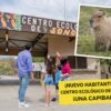 Centro Ecológico De Sonora Recibe A Un Nuevo Habitante: Un Capibara