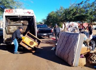Habilitan diferentes centros de acopio para arbolitos de navidad en colonias de la ciudad