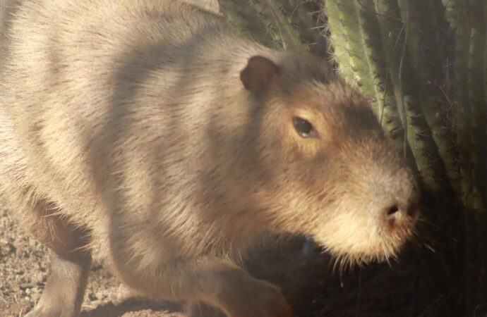Confirman ejemplar de capibara en centro ecológico de Hermosillo
