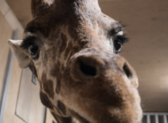 Llega una nueva jirafa al Centro Ecológico de Sonora, anuncia Durazo