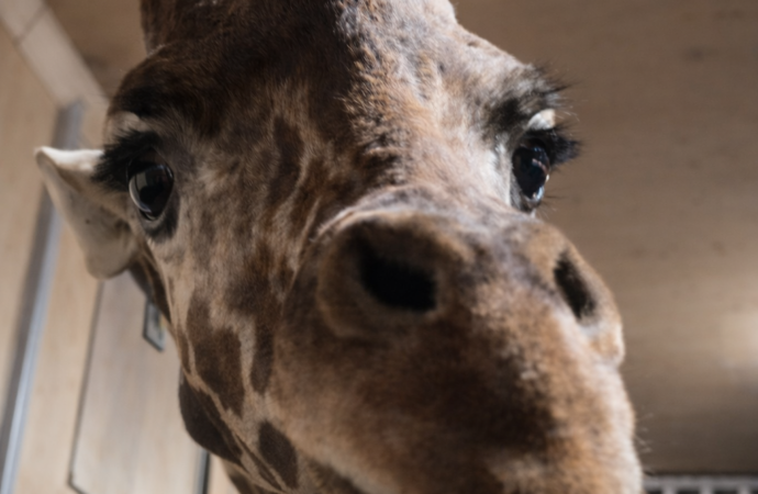 Llega una nueva jirafa al Centro Ecológico de Sonora, anuncia Durazo