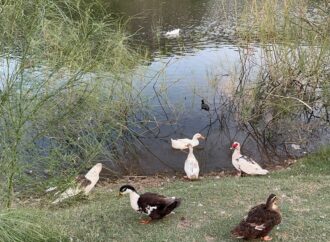 Piden conservar humedales para evitar afectaciones ambientales