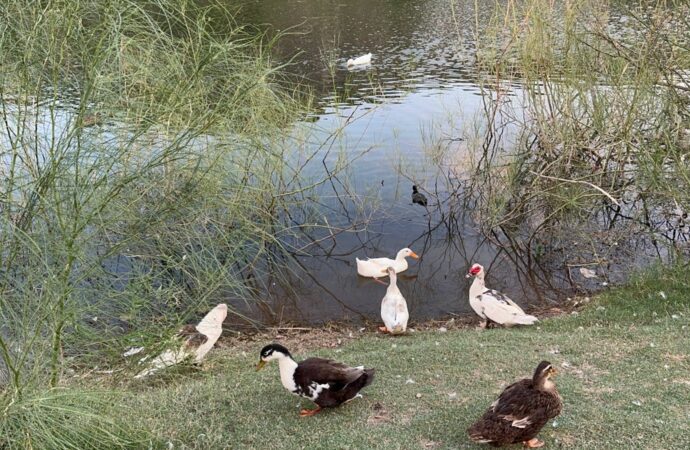 Piden conservar humedales para evitar afectaciones ambientales