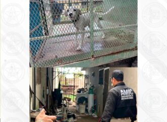 En Ciudad Obregón, la AMIC rescata a un canino en condiciones de abandono