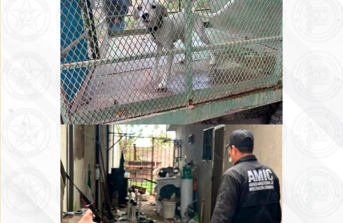 En Ciudad Obregón, la AMIC rescata a un canino en condiciones de abandono