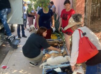 Cajeme refuerza acciones contra la sobrepoblación animal con esterilizaciones gratuitas